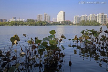 荷叶 荷塘 湖景房