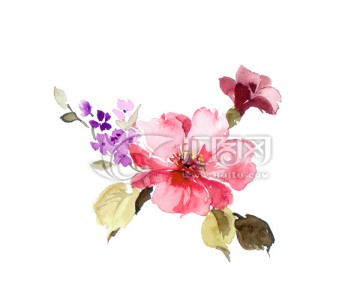 花卉 手繪