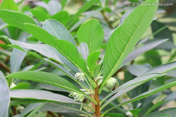 野绿萝花 结香 结香植株