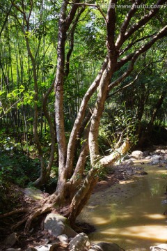 仙湖植物园