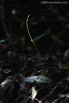 嫩芽