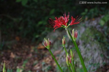 悄悄开放的彼岸花