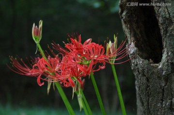 大树与彼岸花