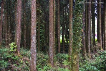 高山森林