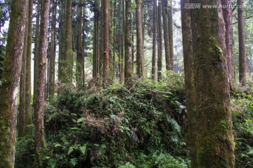 高山森林