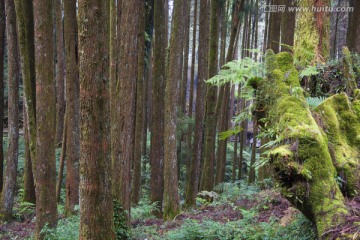 高山森林