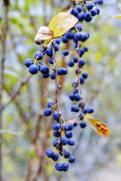 野生黑加仑