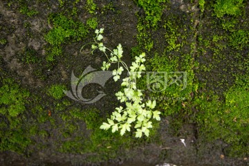 蕨类植物