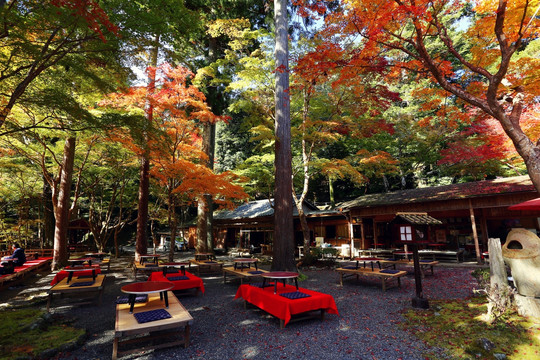 日本秋天露天餐厅餐吧红叶