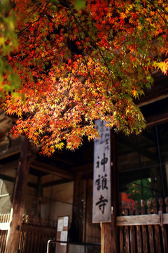 秋天京都神护寺红枫