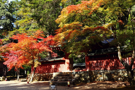 日本京都高雄神护寺红叶