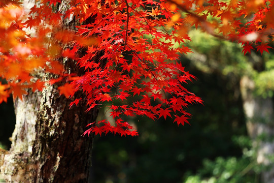 秋天红色枫叶树枝