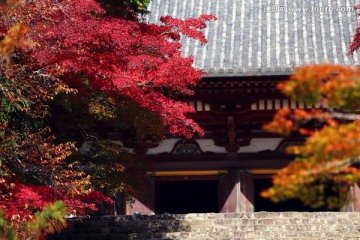 京都神护寺大殿前的枫叶