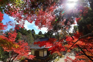 日本京都神护寺灿烂枫叶景观