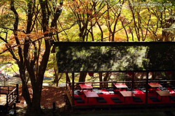 日本京都赏枫庭院