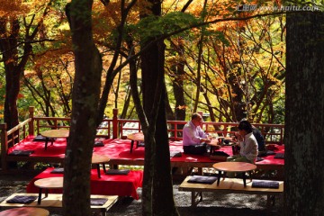 京都红枫休闲观景