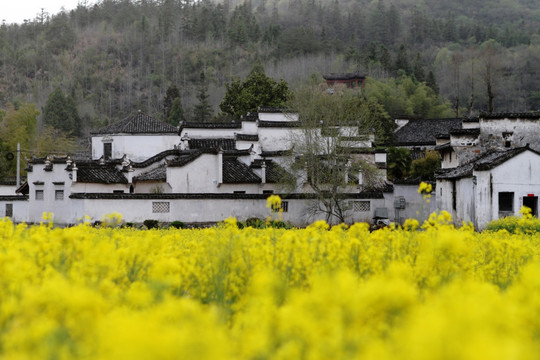 皖南油菜花