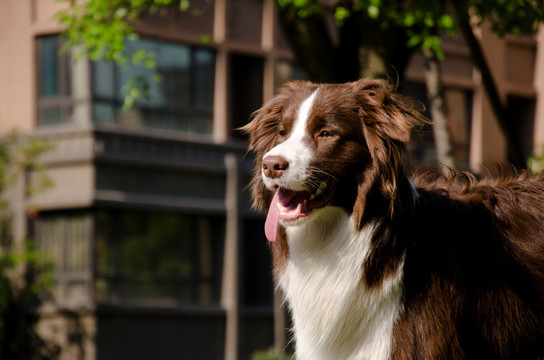 牧羊犬