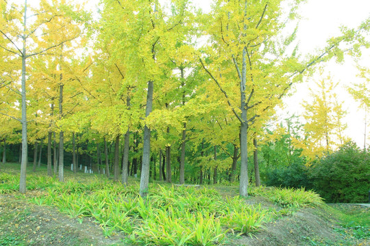 银杏树