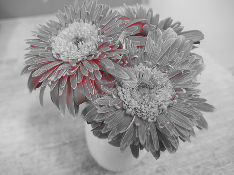 灰红色菊花