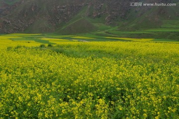 油菜花