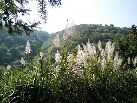 凤凰山芦苇