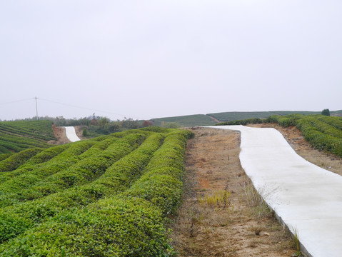 茶山公路