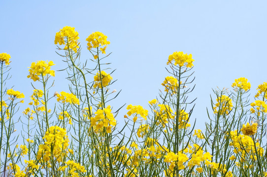 油菜花