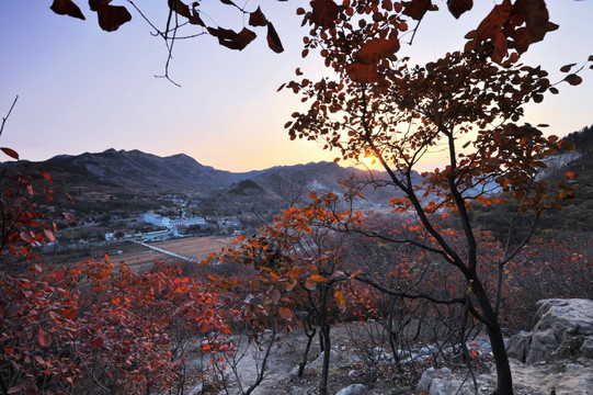 日出红叶山