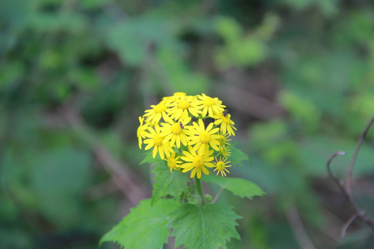 黄花 密封