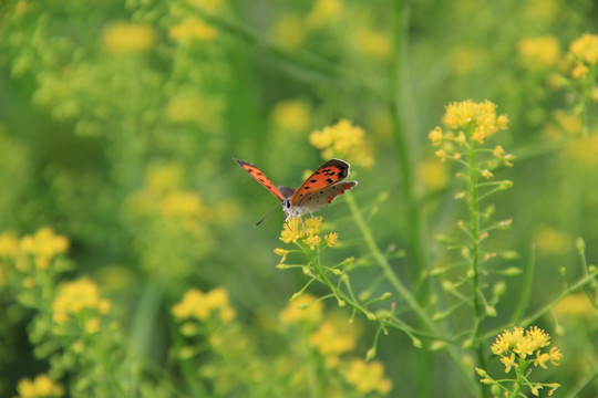 蝴蝶 化蝶 油菜花