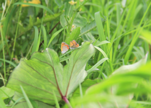 蝴蝶 化蝶 油菜花