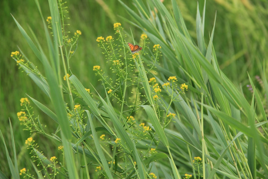 蝴蝶 化蝶 油菜花