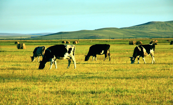 秋季草原牧场牛群