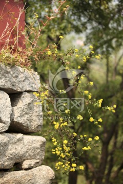 山间小景 小野花