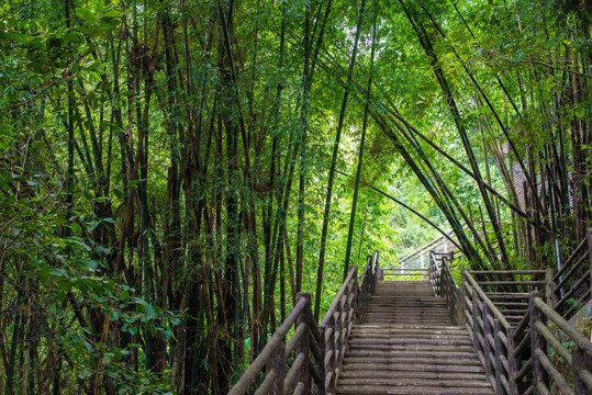 竹林栈道