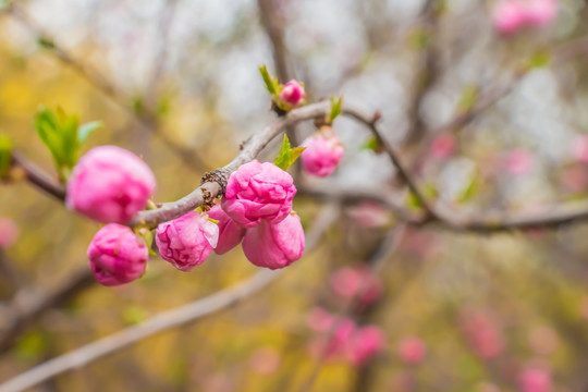 桃花