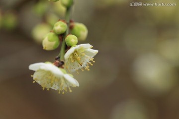 梅花