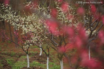 梅花