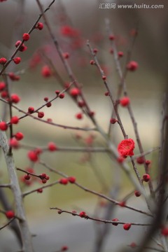 梅花