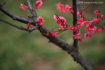 梅花