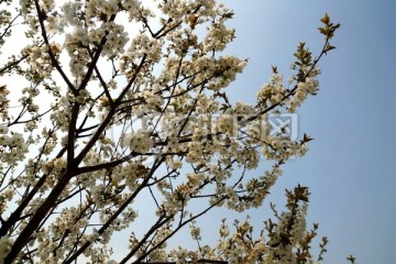 樱花树 白色樱花