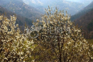 泰山桃花峪春色