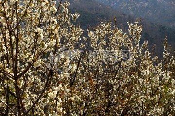 泰山风光 泰山桃花峪春色