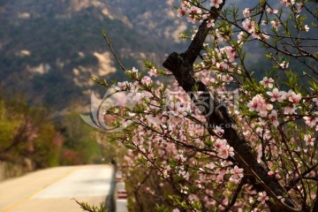 泰山桃花峪风光