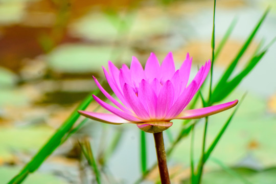 莲花特写