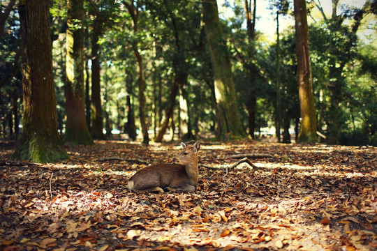 秋天奈良公园休憩的小鹿