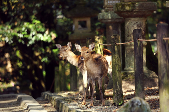 日本奈良石灯前的小鹿