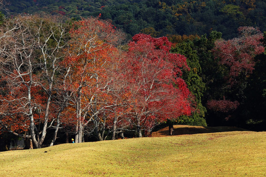奈良公园秋天红叶