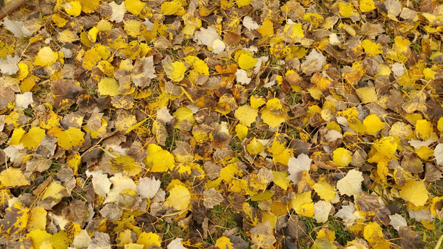 秋天草地上的黄叶